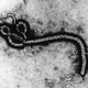 Illustration for article titled Possible Cure for Ebola Could Revolutionize Antivirals